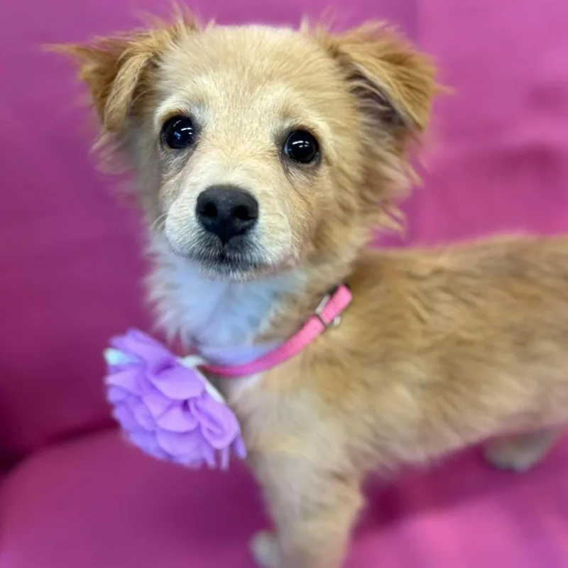 A baby small-sized female Chihuahua dog named Sunshine for adoption in Tacoma, WA