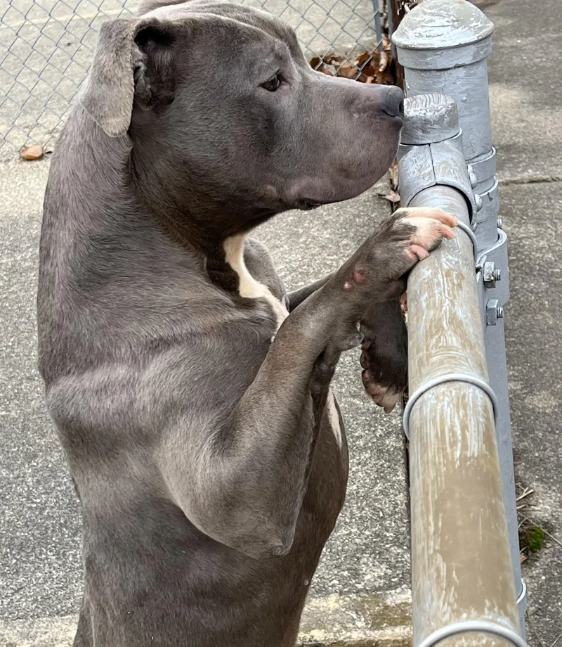 An adult medium-sized male Gray / Blue / Silver American Staffordshire Terrier dog named Blu for adoption in Peru, IN