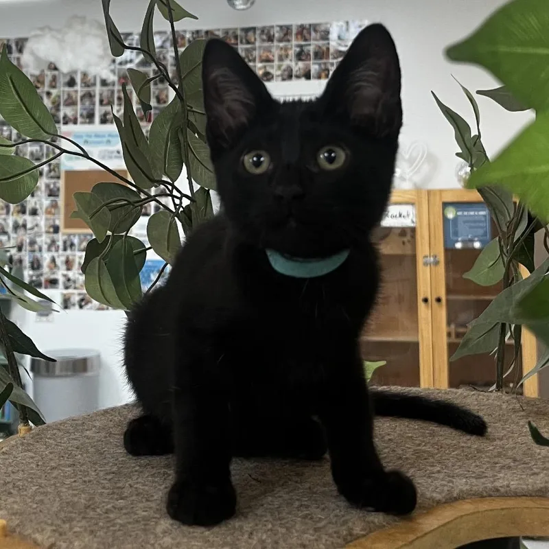 A baby small-sized male Black Domestic Short Hair cat named Kodak for adoption in Yucca Valley, CA