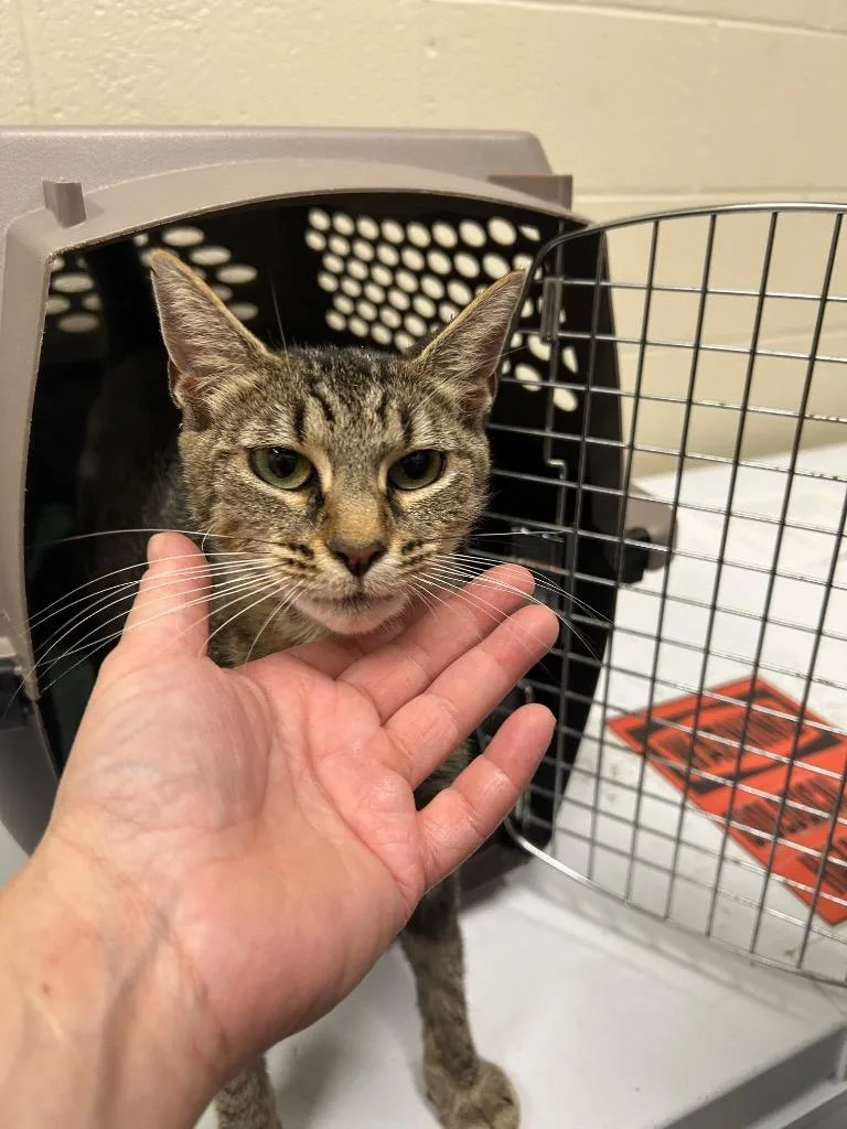 A young medium-sized female Domestic Short Hair cat named 2026-09-059 for adoption in Winder, GA