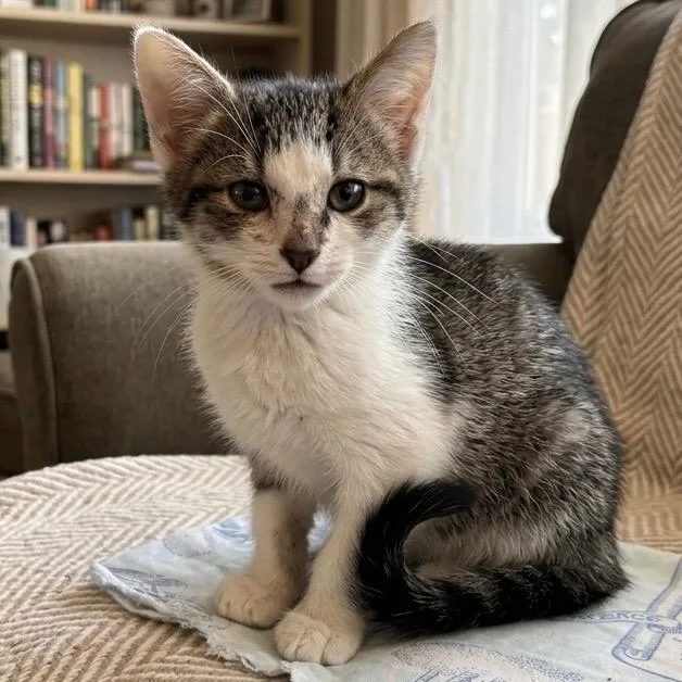 A baby medium-sized male Domestic Short Hair cat named Taco for adoption in Pittsfield, IL