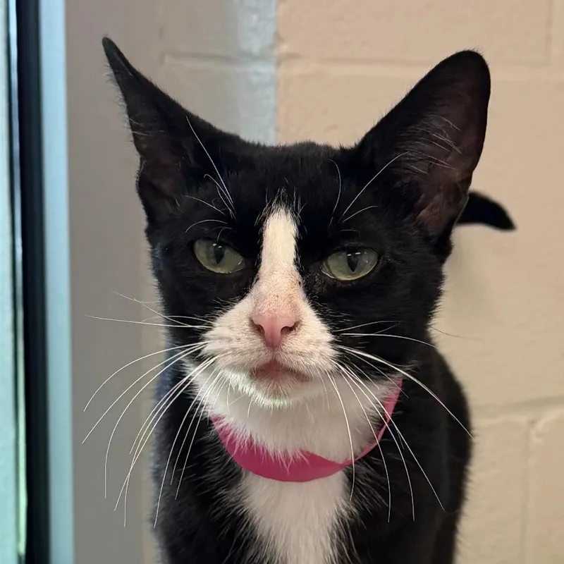 A senior medium-sized female Black Domestic Short Hair cat named Kale for adoption in Fairport, NY