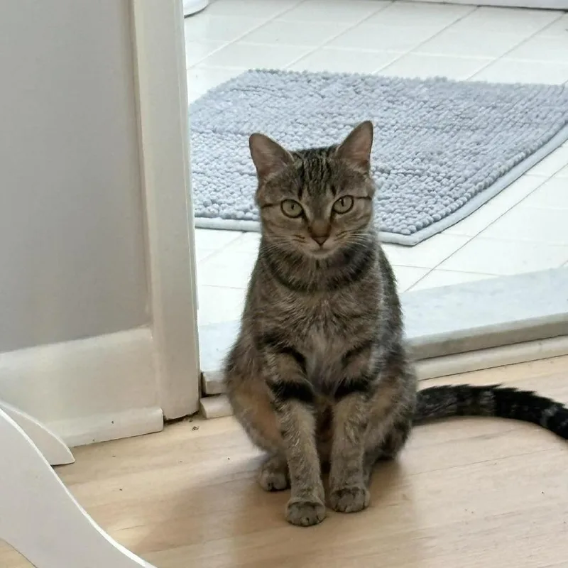 A young medium-sized female Brown / Chocolate Domestic Short Hair cat named Jellybean for adoption in Jarrettsville, MD