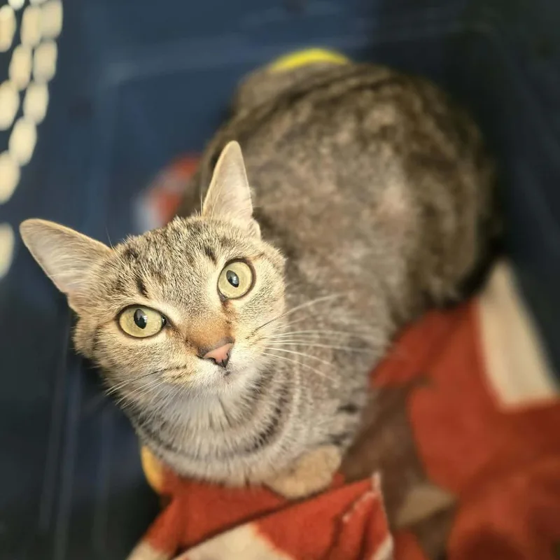 Jellybean thumbnail 2