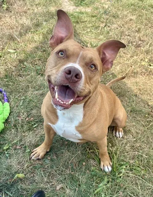 An adult large-sized male Pit Bull Terrier dog named Romeo for adoption in Kalamazoo, MI