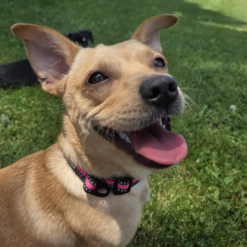 A young small-sized female Yellow / Tan / Blond / Fawn Chihuahua dog named Frida for adoption in Alma, WI