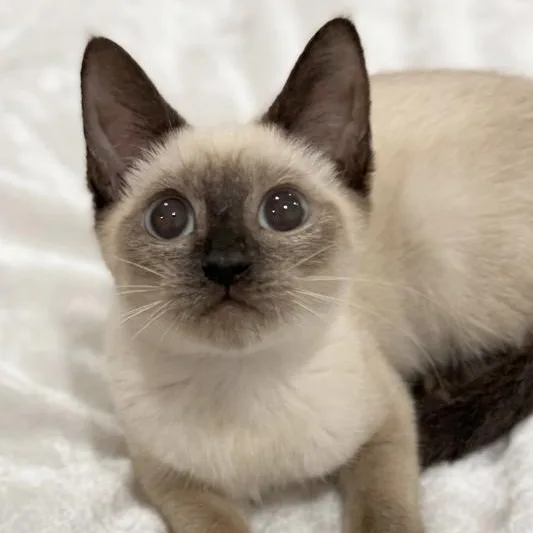 A baby medium-sized female Siamese cat named Lola for adoption in Miami, FL