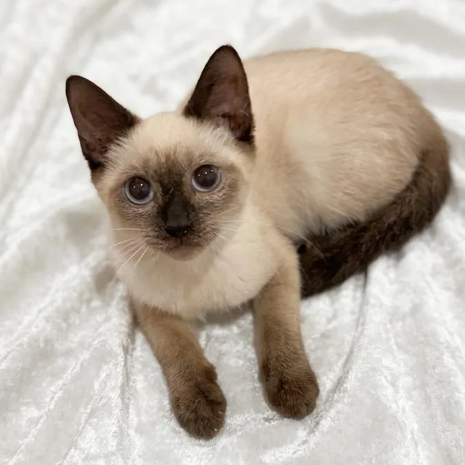Lola thumbnail 4