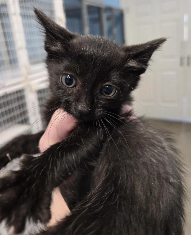 A baby small-sized female Domestic Short Hair cat named River for adoption in Gold Beach, OR