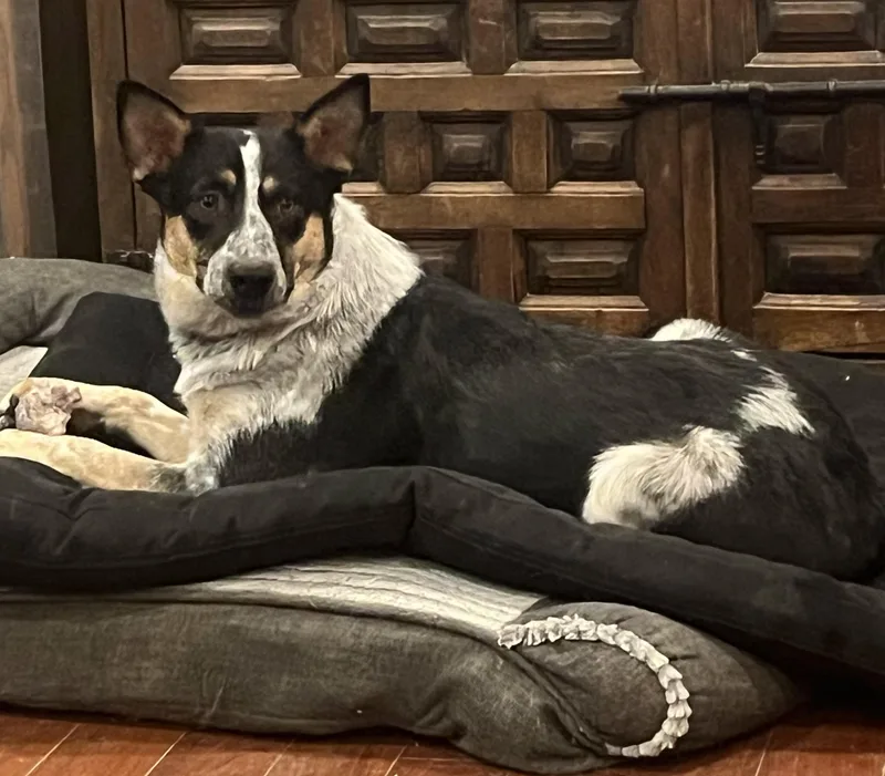 An adult medium-sized female Merle (Blue) Australian Cattle Dog / Blue Heeler dog named Mavis for adoption in Longmont, CO