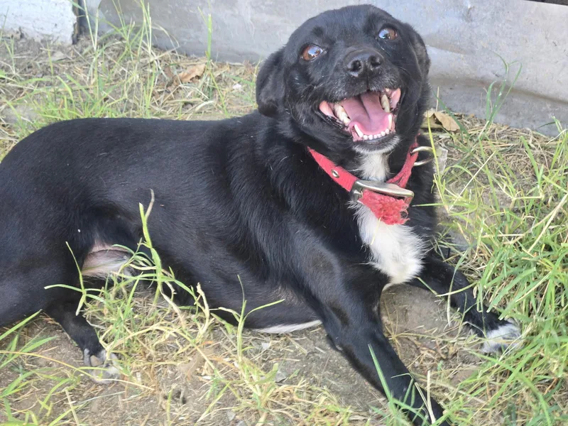 An adult small-sized female Black Chihuahua dog named Sombra for adoption in Thousand Oaks, CA