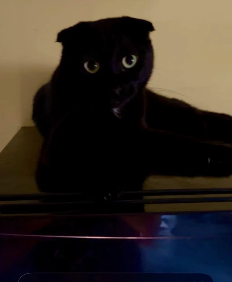 An adult small-sized female Scottish Fold cat named Velvet for adoption in North Hollywood, CA