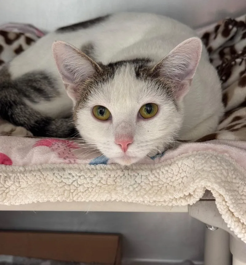 A young medium-sized female Domestic Short Hair cat named Strawberry Moon for adoption in Cincinnati, OH
