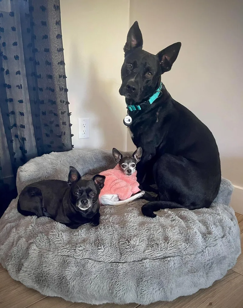 A young medium-sized male Dutch Shepherd dog named Bogey for adoption in Phoenix, AZ