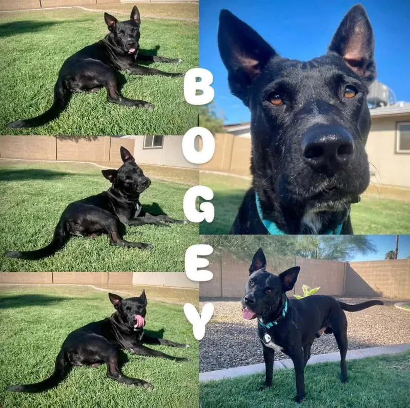 Bogey thumbnail 5