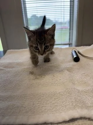 A baby small-sized female Domestic Short Hair cat named Ducky for adoption in Lafayette, IN