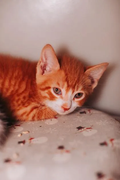 A young small-sized male Domestic Short Hair cat named A Brady Dolittle`s West for adoption in North Charleston, SC