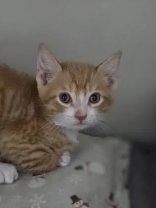 A Brady Dolittle`s West thumbnail 2