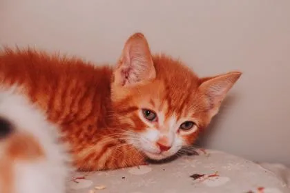 A Brady Dolittle`s West thumbnail 3