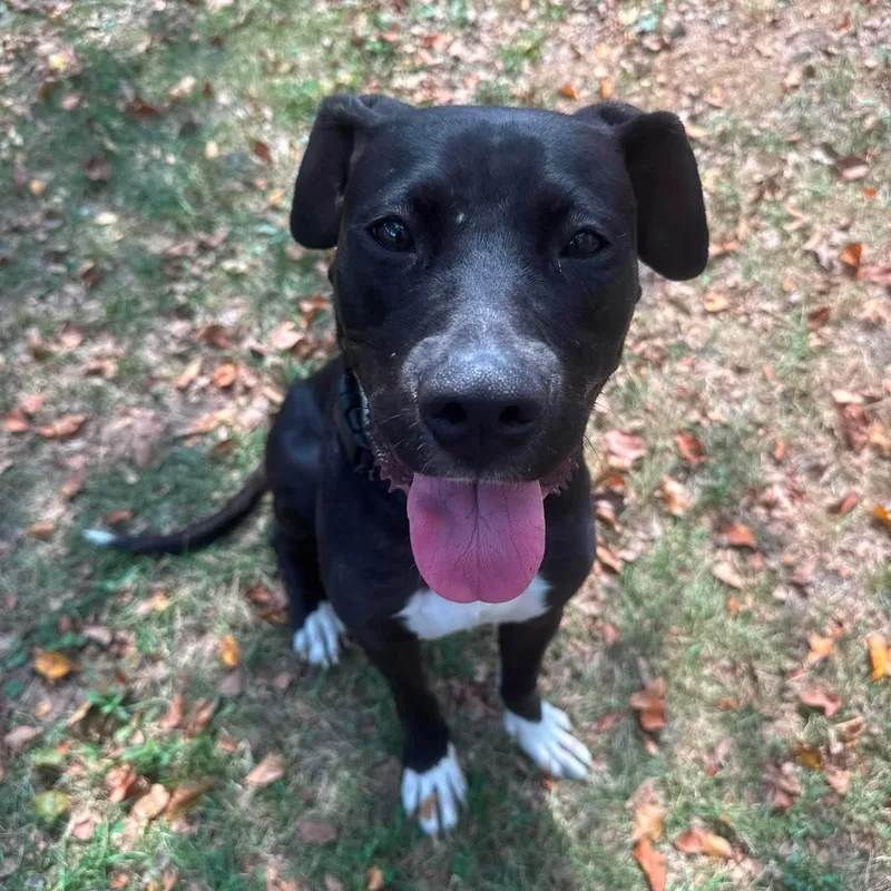 An adult medium-sized female Black Pit Bull Terrier dog named Shakira for adoption in Detroit, MI