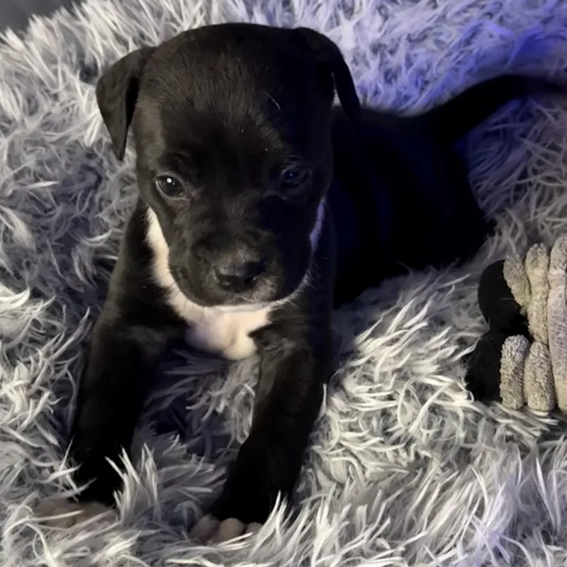 Delphine thumbnail 2