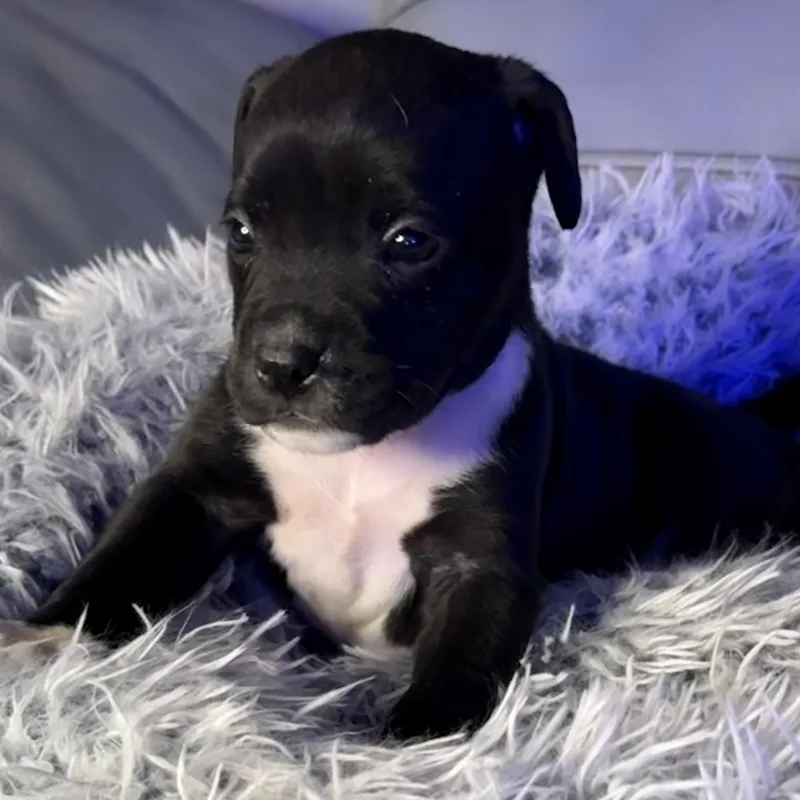 Delphine thumbnail 4