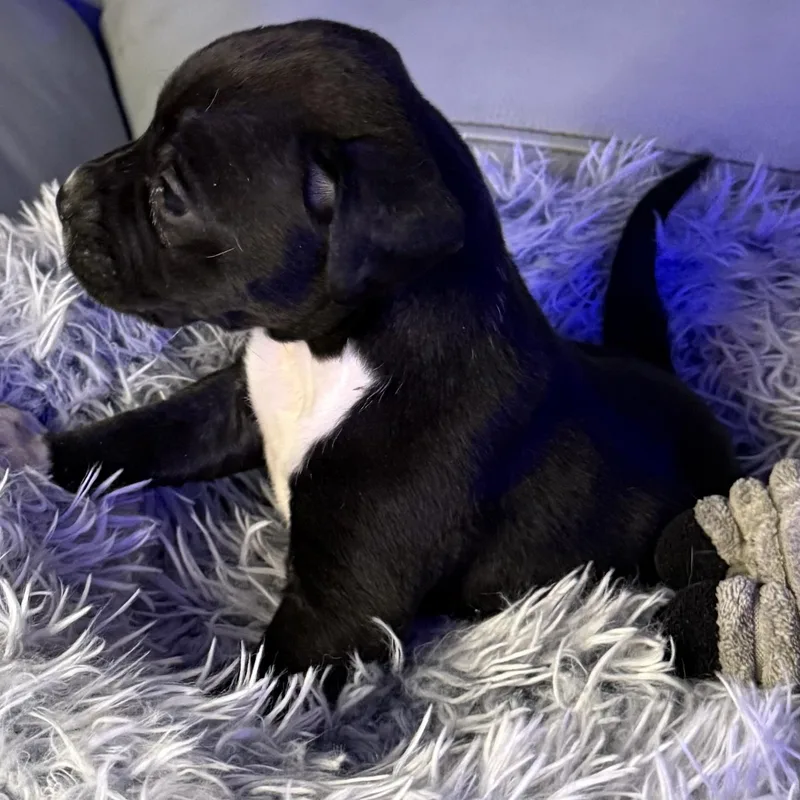 Delphine thumbnail 5