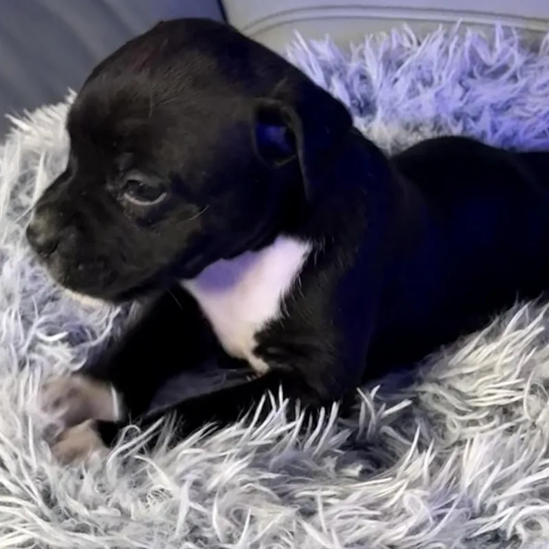 Delphine thumbnail 6