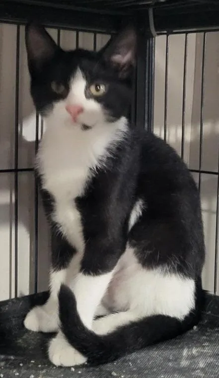 A baby medium-sized female Domestic Short Hair cat named Tammi for adoption in St. Louis, MO