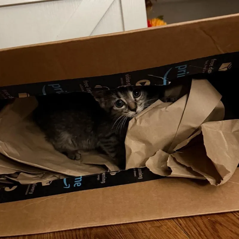 A baby medium-sized female Domestic Short Hair cat named Catillac for adoption in Petersburg, IL