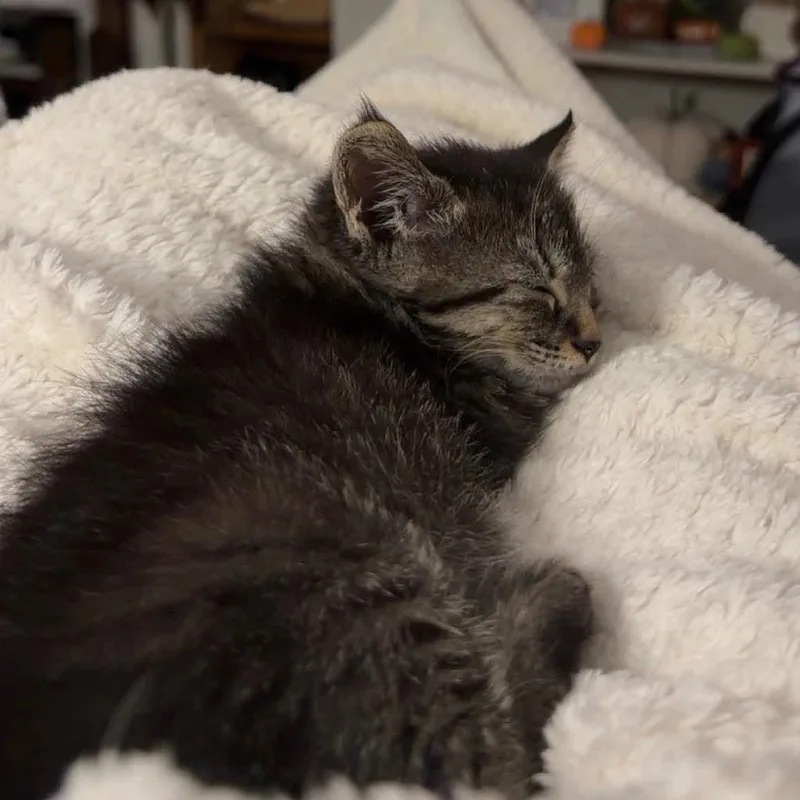 Catillac thumbnail 2