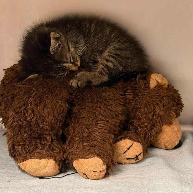 Catillac thumbnail 3