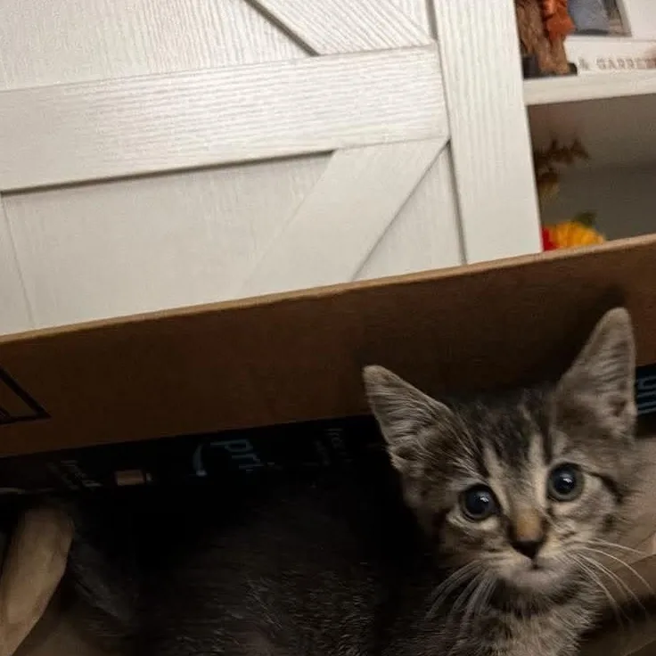 Catillac thumbnail 4