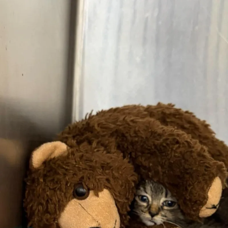 Catillac thumbnail 5