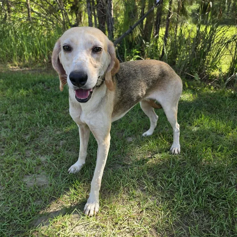 Baylor
