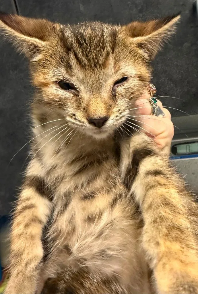 A baby small-sized female Domestic Medium Hair cat named Dreamer for adoption in Henderson, NC