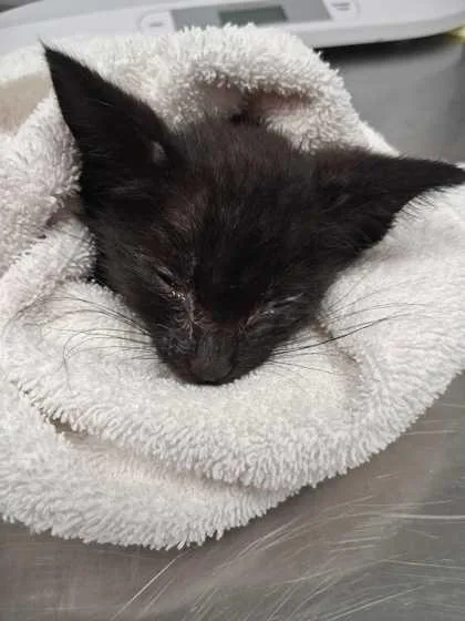 A baby small-sized male Domestic Short Hair cat named PawPaw for adoption in Sevierville, TN