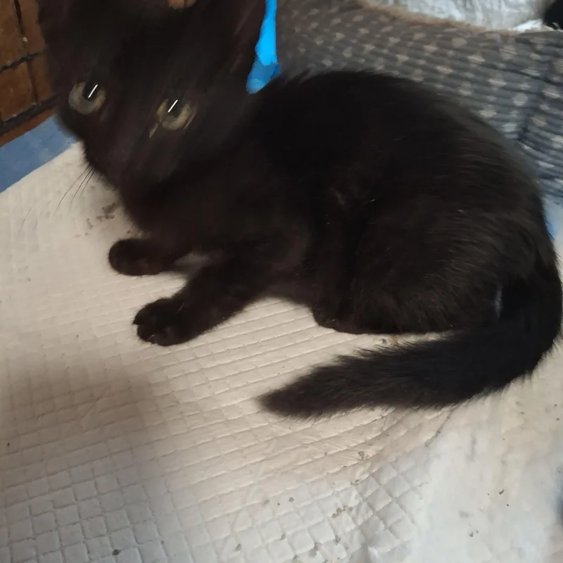 Liquorice thumbnail 2