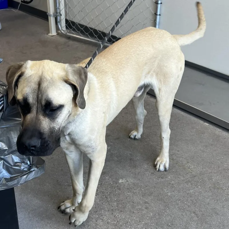 A young large-sized male Apricot / Beige Mixed Breed dog named Bro for adoption in Las Cruces, NM