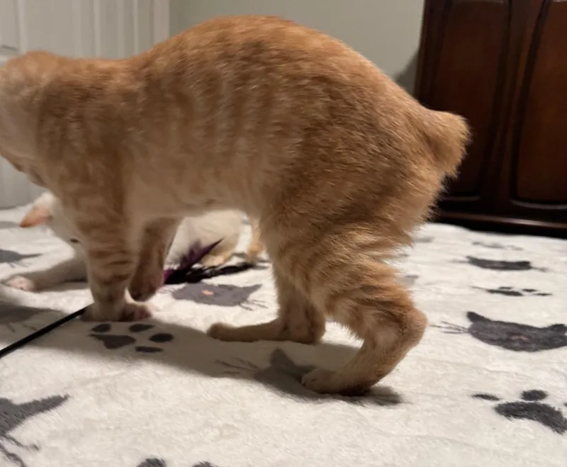 A baby small-sized male Manx cat named Bliss for adoption in Newnan, GA