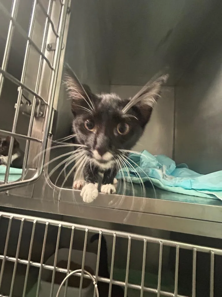 A baby medium-sized female Domestic Short Hair cat named Midnight for adoption in Morgantown, KY