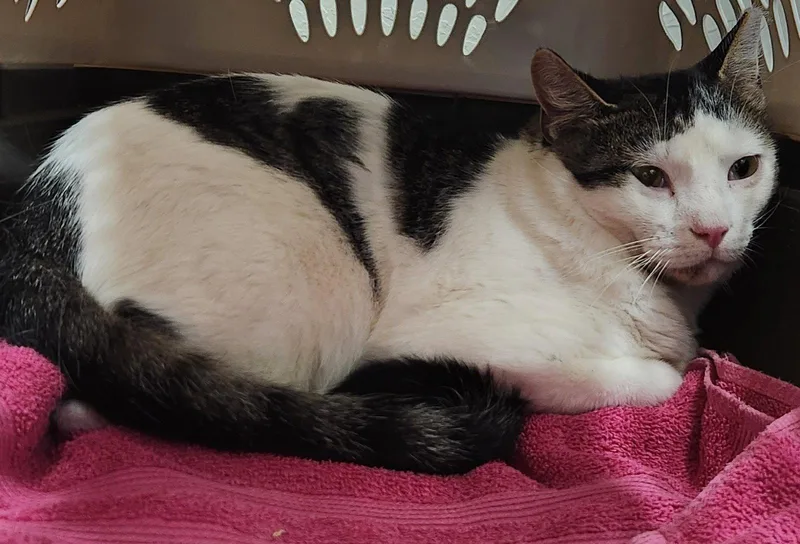 An adult medium-sized male Domestic Short Hair cat named Louie for adoption in Clinton, OK