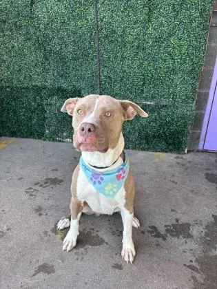 An adult large-sized female Pit Bull Terrier dog named Mary Jane for adoption in El Paso, TX