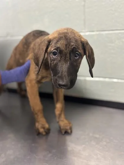 A baby medium-sized male German Shepherd Dog dog named Colonel Mustard for adoption in Red Bluff, CA