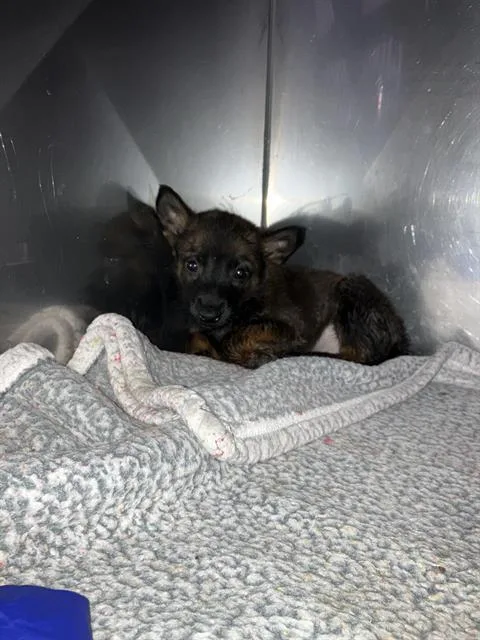 A baby medium-sized male Mixed Breed dog named Bash for adoption in Dallas, TX