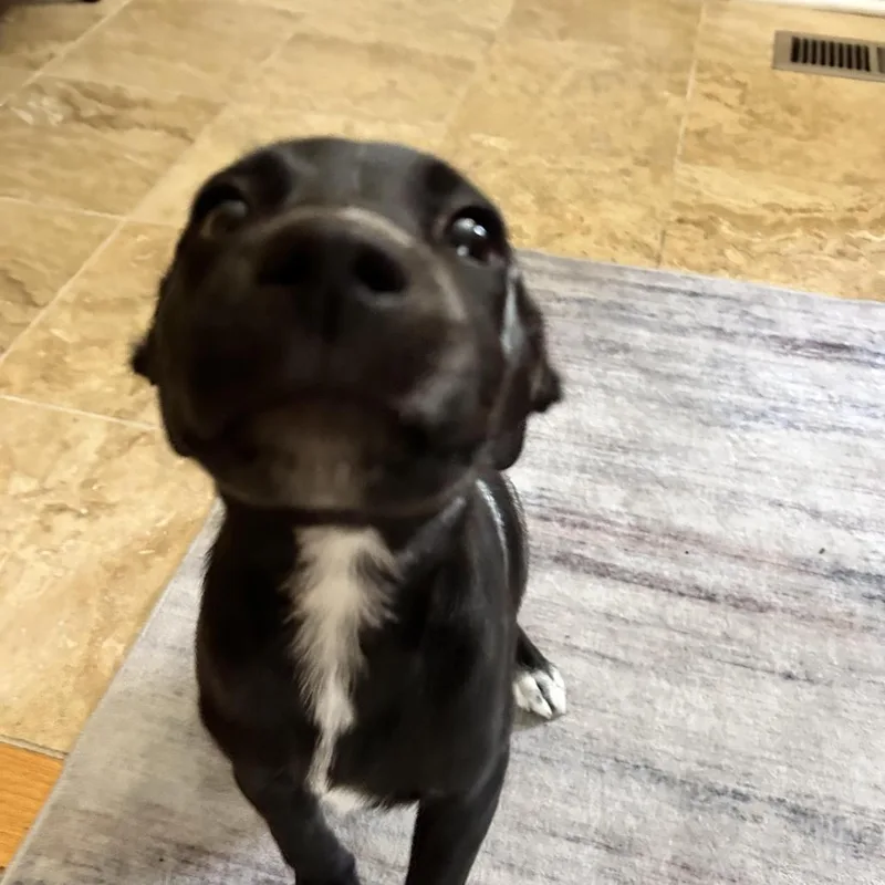 A baby medium-sized female Black Mixed Breed dog named Kala for adoption in South Elgin, IL
