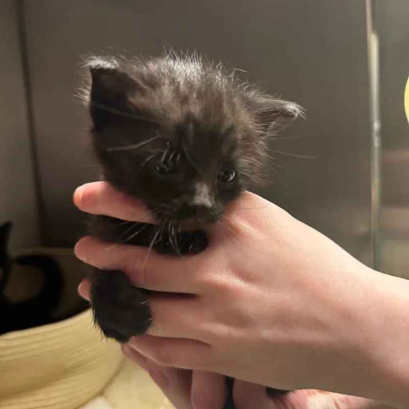 A baby small-sized male Black Domestic Short Hair cat named Dipper for adoption in South Haven, MI