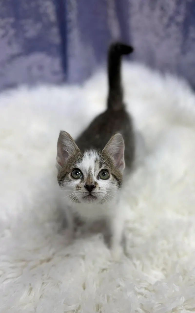 A young medium-sized male Domestic Short Hair cat named Heath for adoption in Clarkesville, GA