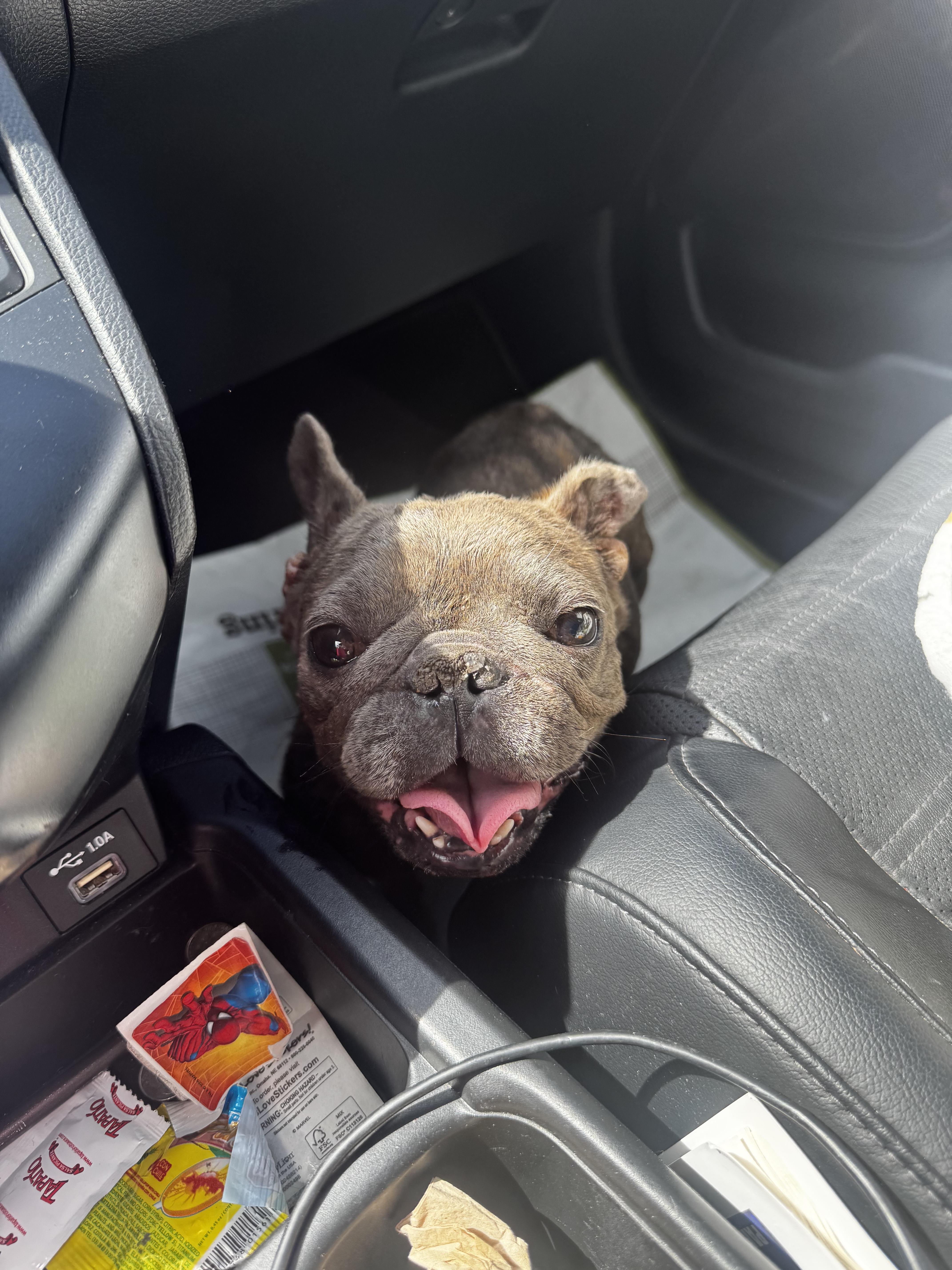 An adult small-sized female French Bulldog dog named Jenny for adoption in modesto, CA