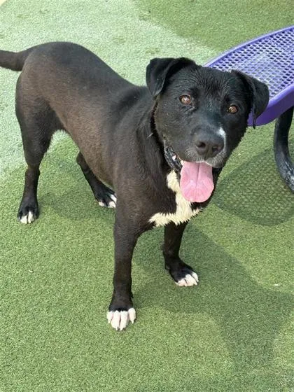An adult large-sized male Mixed Breed dog named Toasty for adoption in El Paso, TX